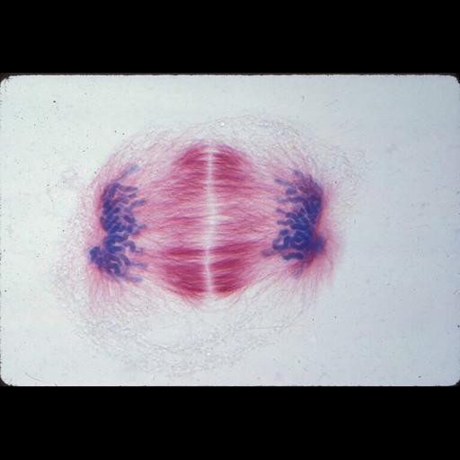  NCBI Organism:Haemanthus katharinae; Cell Components:nuclear chromosome, spindle; Biological process:mitosis