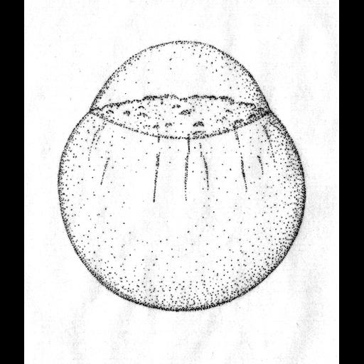  NCBI Organism:Danio rerio; Cell Components:cell Biological process:embryo development