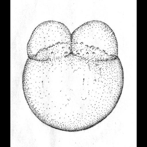  NCBI Organism:Danio rerio; Cell Components:cell Biological process:embryo development