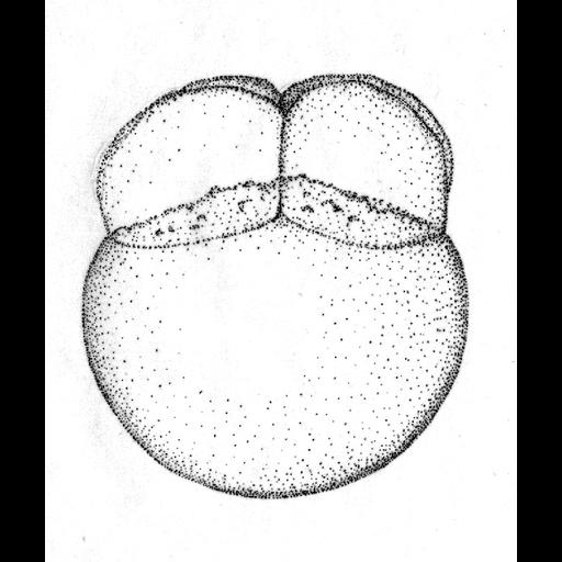  NCBI Organism:Danio rerio; Cell Components:cell Biological process:embryo development