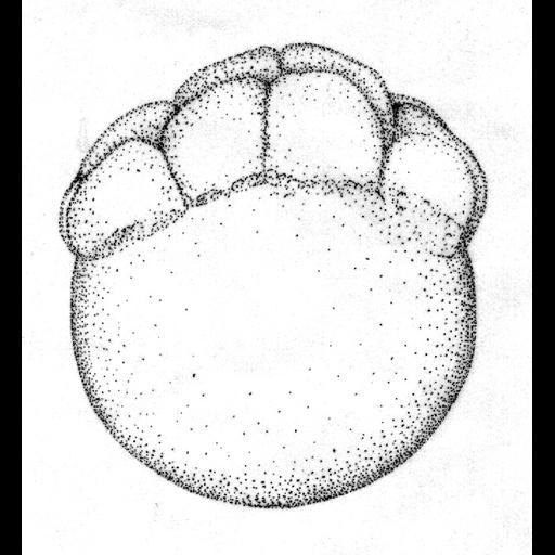  NCBI Organism:Danio rerio; Cell Components:cell Biological process:embryo development