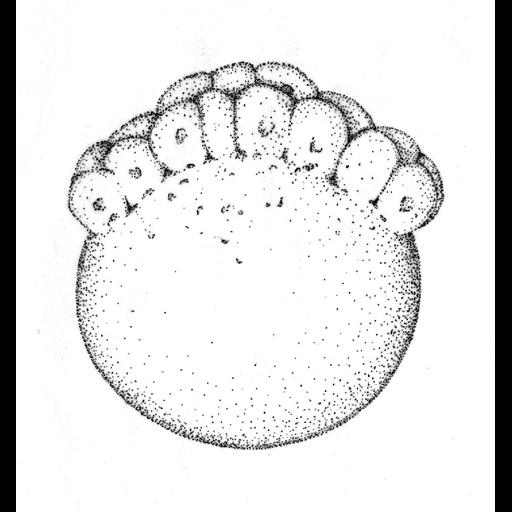  NCBI Organism:Danio rerio; Cell Components:cell Biological process:embryo development