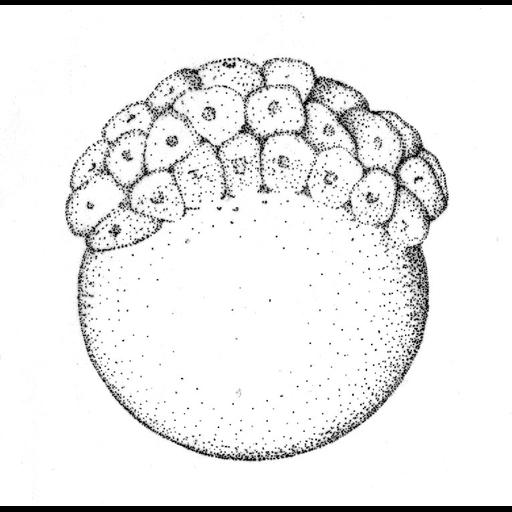  NCBI Organism:Danio rerio; Cell Components:cell Biological process:embryo development