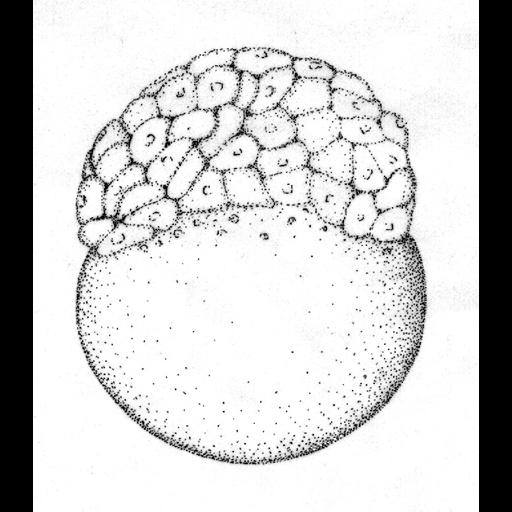  NCBI Organism:Danio rerio; Cell Components:cell Biological process:embryo development