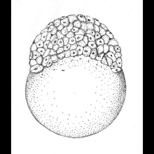  NCBI Organism:Danio rerio; Cell Components:cell Biological process:embryo development