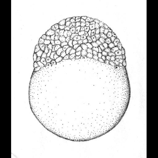  NCBI Organism:Danio rerio; Cell Components:cell Biological process:embryo development