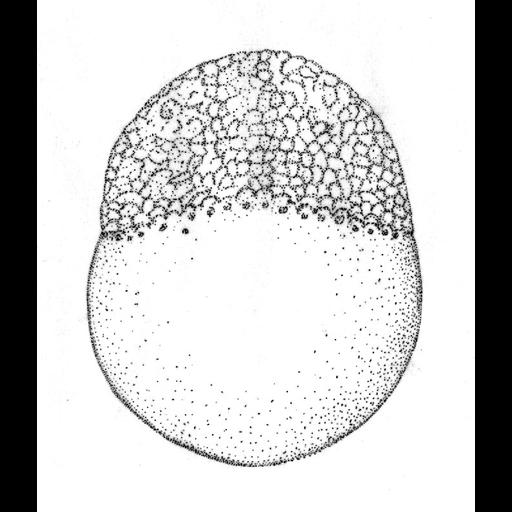  NCBI Organism:Danio rerio; Cell Components:cell Biological process:embryo development