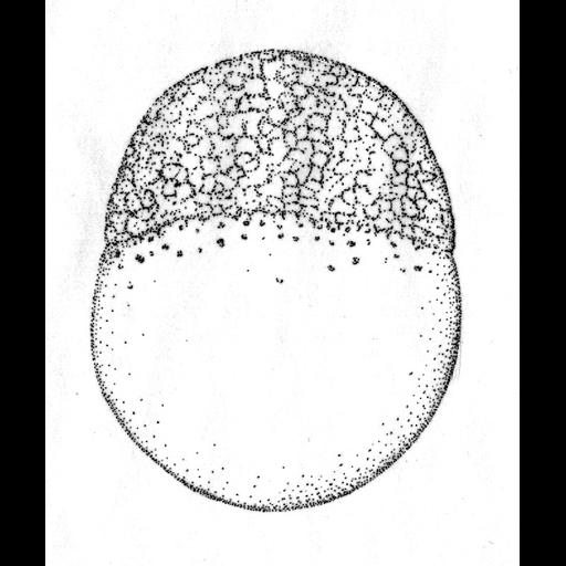  NCBI Organism:Danio rerio; Cell Components:cell Biological process:embryo development