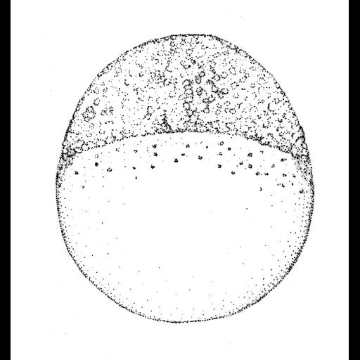  NCBI Organism:Danio rerio; Cell Components:cell Biological process:embryo development