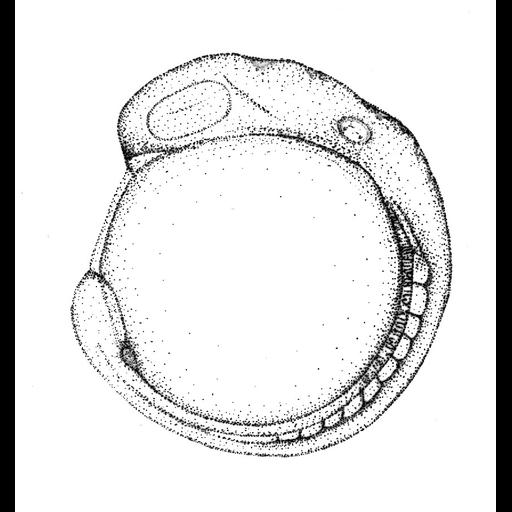  NCBI Organism:Danio rerio; Biological process:embryo development