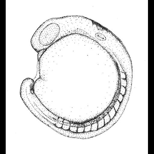  NCBI Organism:Danio rerio; Biological process:embryo development
