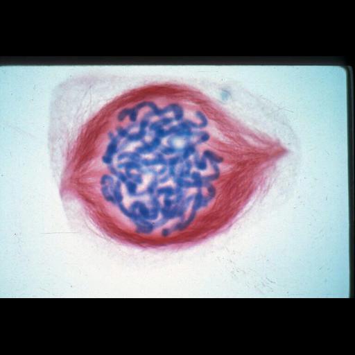  NCBI Organism:Haemanthus katharinae; Cell Components:nuclear chromosome, spindle; Biological process:mitosis