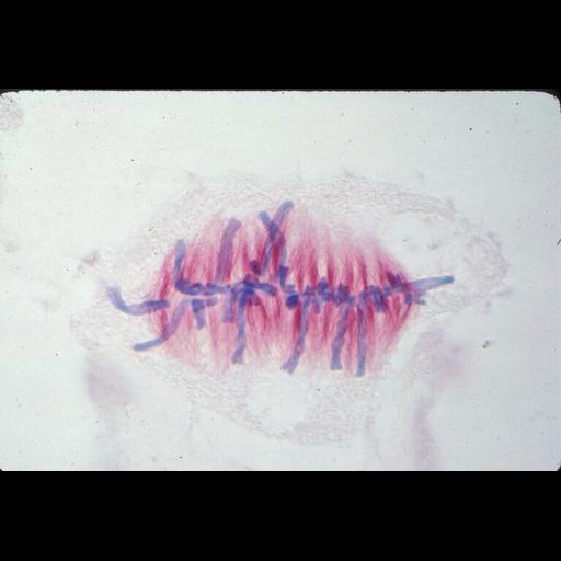  NCBI Organism:Haemanthus katharinae; Cell Components:nuclear chromosome, spindle; Biological process:mitosis