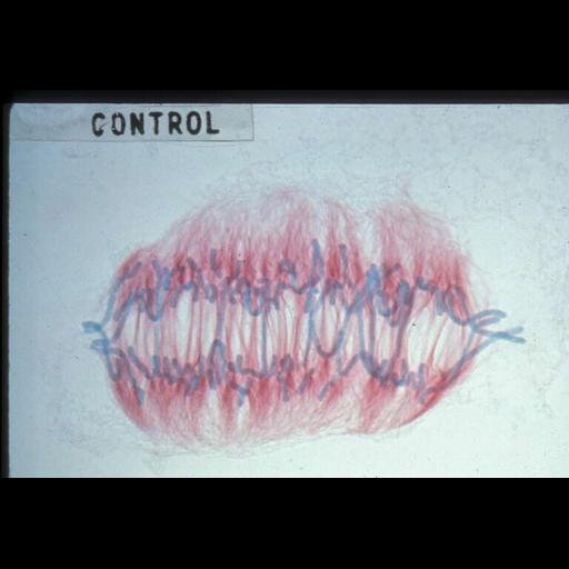  NCBI Organism:Haemanthus katharinae; Cell Components:nuclear chromosome, spindle; Biological process:mitosis