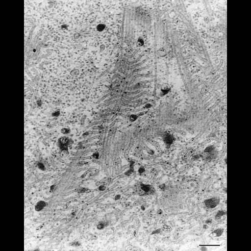  NCBI Organism:Paramecium multimicronucleatum; Cell Types:cell by organism, eukaryotic cell, , ;