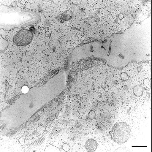  NCBI Organism:Paramecium multimicronucleatum; Cell Types:cell by organism, eukaryotic cell, , ; Cell Components:contractile vacuole, contractile vacuolar membrane, intrinsic to contractile vacuolar membrane; Biological process:contractile vacuole organization, contractile vacuole discharge;