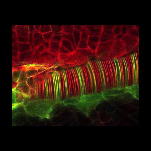  NCBI Organism:Danio rerio; Biological process:neural tube formation