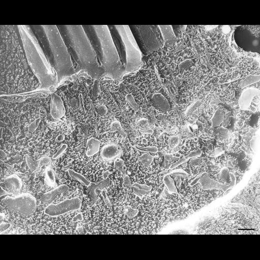  NCBI Organism:Paramecium multimicronucleatum; Cell Types:cell by organism, eukaryotic cell, , ; Cell Components:endosome, cilium, oral apparatus; Biological process:endosome organization, oral apparatus organization;