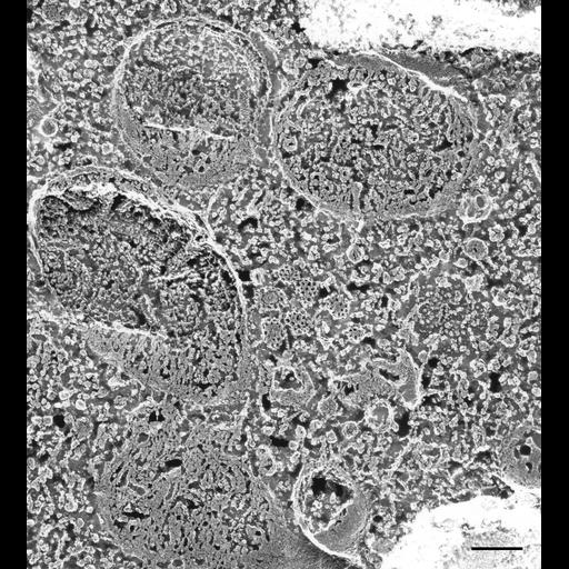  NCBI Organism:Paramecium multimicronucleatum; Cell Types:cell by organism, eukaryotic cell, , ; Cell Components:cytoplasm, clathrin-coated endocytic vesicle membrane, endosome; Biological process:cytoplasm organization, endosome organization, clathrin coat assembly;