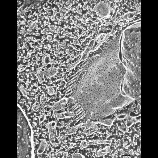  NCBI Organism:Paramecium multimicronucleatum; Cell Types:cell by organism, eukaryotic cell, , ; Cell Components:contractile vacuole, contractile vacuolar membrane, intrinsic to contractile vacuolar membrane, cytoplasm; Biological process:contractile vacuole organization, cytoplasm organization;