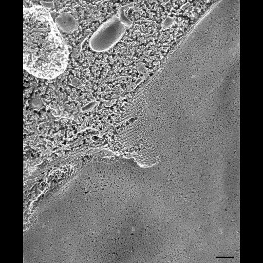  NCBI Organism:Paramecium multimicronucleatum; Cell Types:cell by organism, eukaryotic cell, , ; Cell Components:contractile vacuole, contractile vacuolar membrane; Biological process:contractile vacuole organization