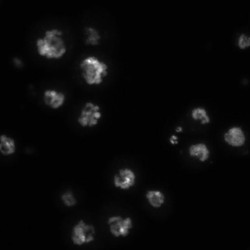  NCBI Organism:Drosophila melanogaster;