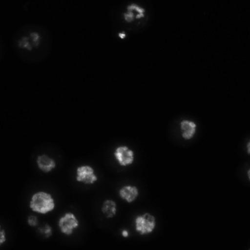  NCBI Organism:Drosophila melanogaster;