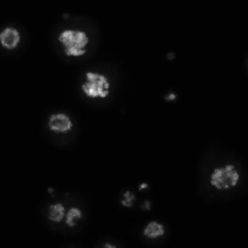  NCBI Organism:Drosophila melanogaster;