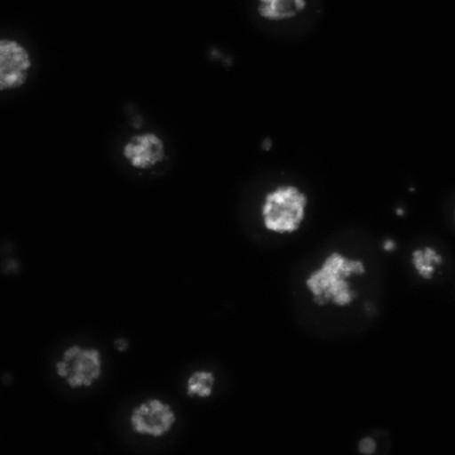  NCBI Organism:Drosophila melanogaster;