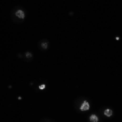  NCBI Organism:Drosophila melanogaster;