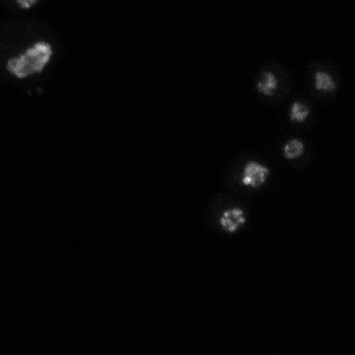  NCBI Organism:Drosophila melanogaster;