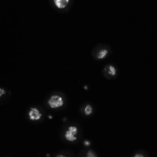  NCBI Organism:Drosophila melanogaster;