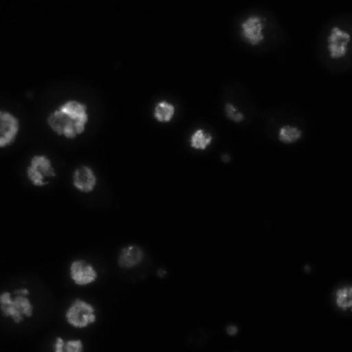  NCBI Organism:Drosophila melanogaster;