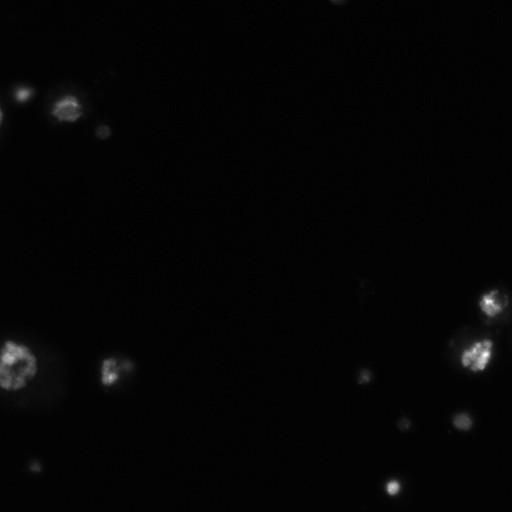  NCBI Organism:Drosophila melanogaster;