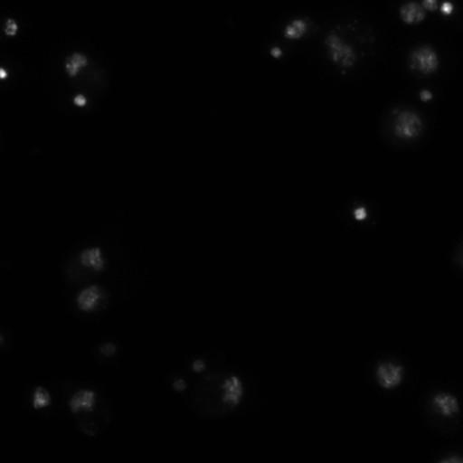  NCBI Organism:Drosophila melanogaster;