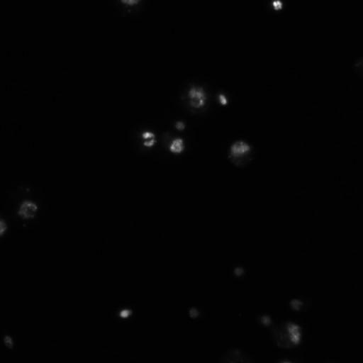  NCBI Organism:Drosophila melanogaster;