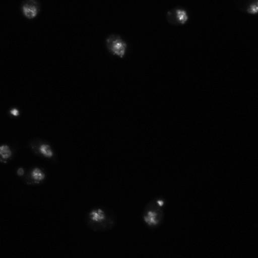  NCBI Organism:Drosophila melanogaster;