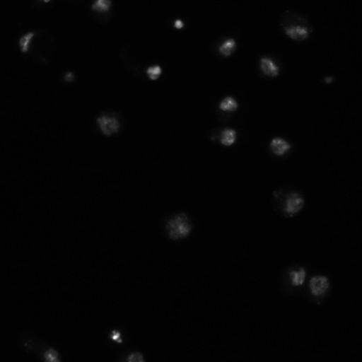  NCBI Organism:Drosophila melanogaster;