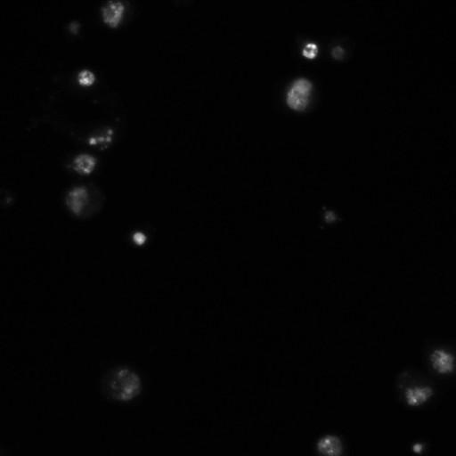  NCBI Organism:Drosophila melanogaster;