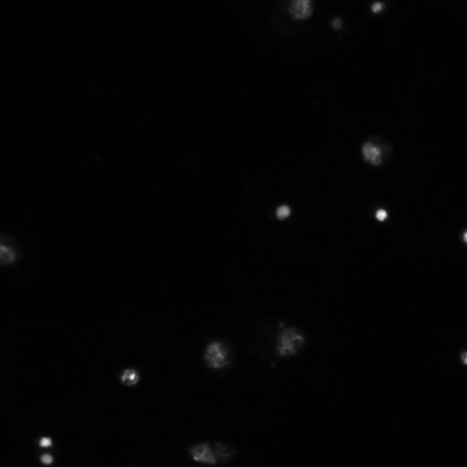  NCBI Organism:Drosophila melanogaster;