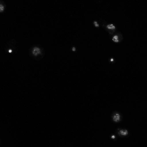  NCBI Organism:Drosophila melanogaster;