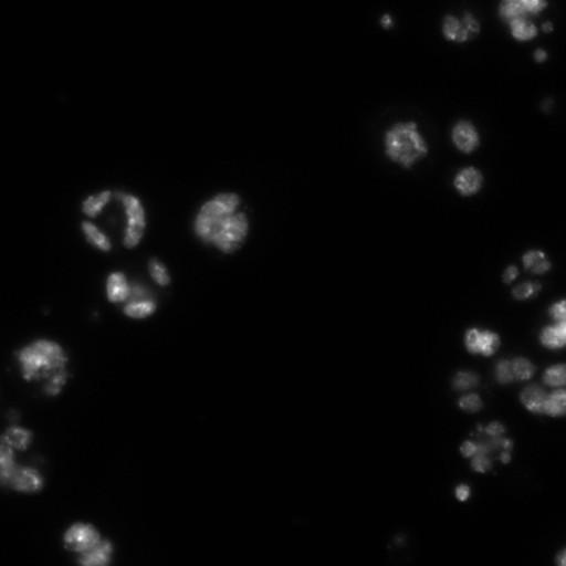  NCBI Organism:Drosophila melanogaster;