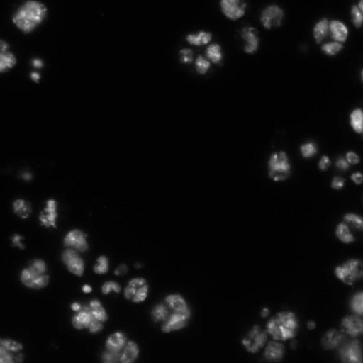  NCBI Organism:Drosophila melanogaster;