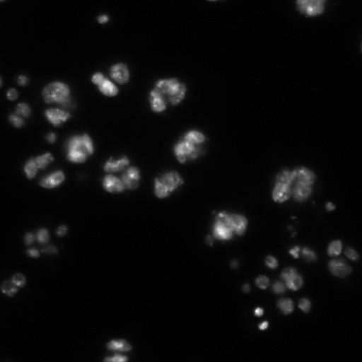  NCBI Organism:Drosophila melanogaster;