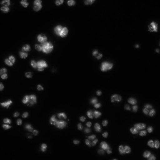  NCBI Organism:Drosophila melanogaster;