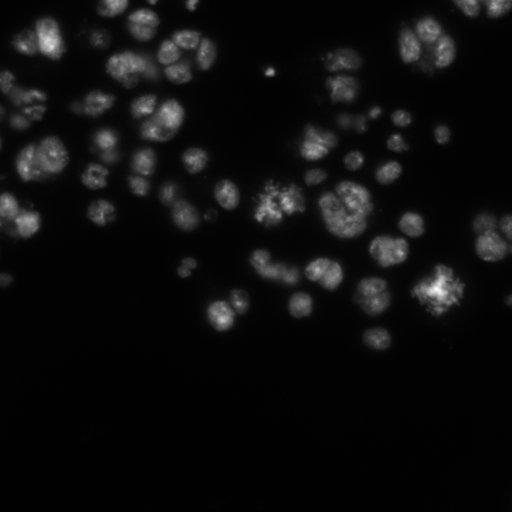  NCBI Organism:Drosophila melanogaster;