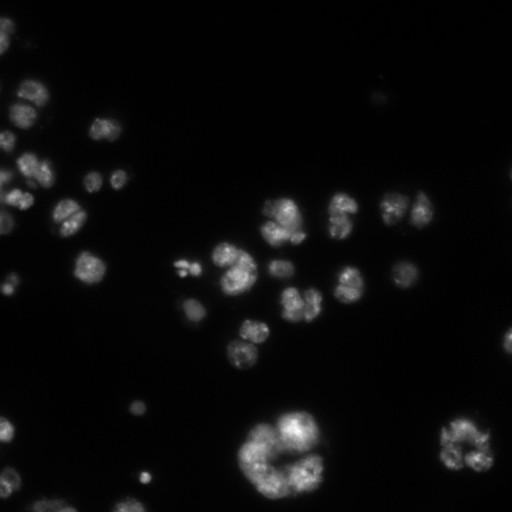  NCBI Organism:Drosophila melanogaster;