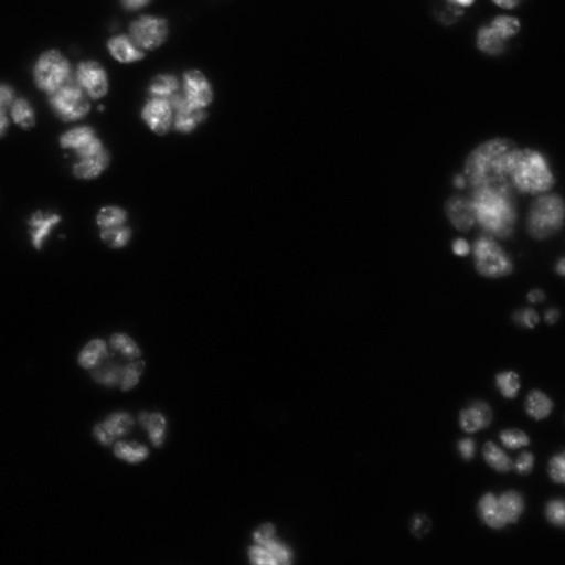  NCBI Organism:Drosophila melanogaster;