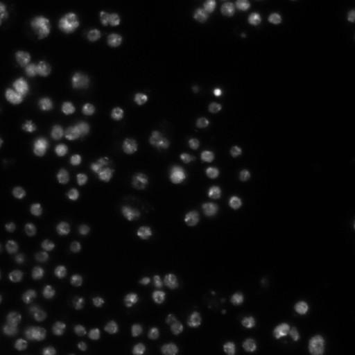  NCBI Organism:Drosophila melanogaster;