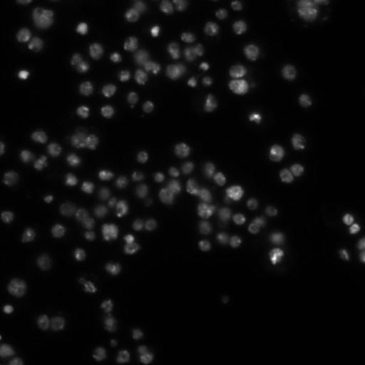  NCBI Organism:Drosophila melanogaster;